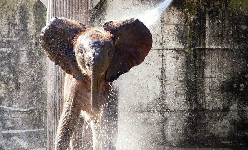 Elephant Safari