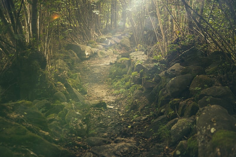 Wilderness Guide