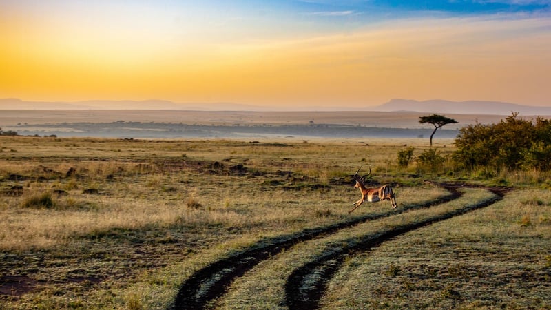 Lion Safari